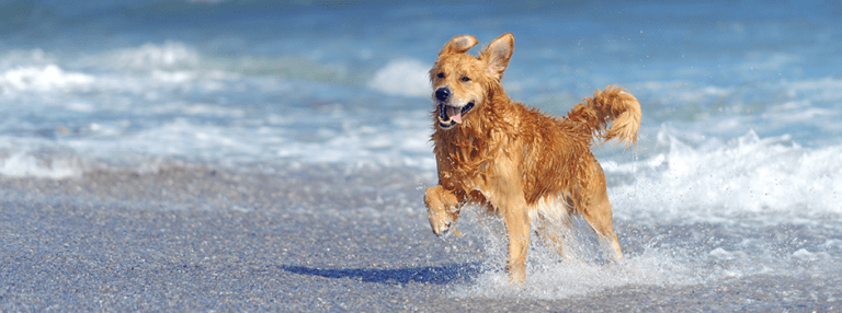 playas perros murcia