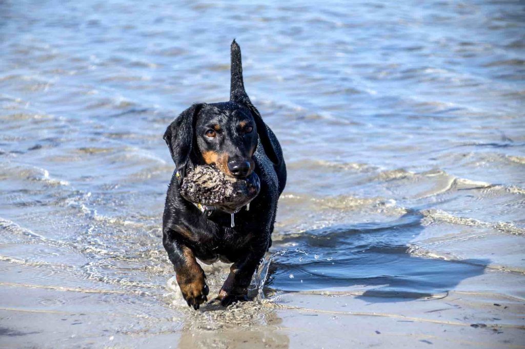 playa para perros en alicante