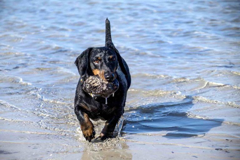 playa para perros en alicante