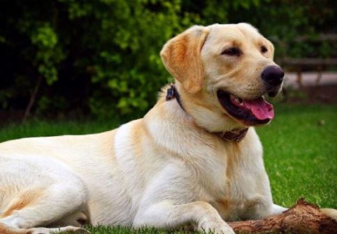 labrador retriever raza de perros para familias